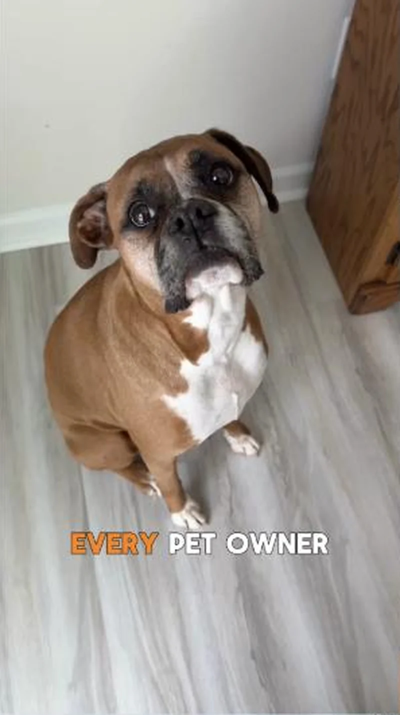 Zesty Paws ad creative